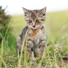 生後約2ヶ月の三毛猫雌1匹、キジトラ雌1匹の姉妹です。とても可愛...