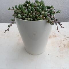 多肉植物🌿エンジェルティアーズの画像