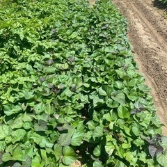 🌱安納芋🌱サツマイモ苗🌱30本1000円🌱30日終了🌱