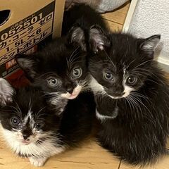 in江南市☆子猫たくさん！保護猫をオウチに迎えよう☆2024年6...