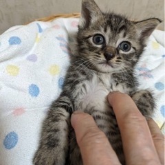 キジトラ男の子　里親さん決定しました