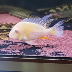 アルビノアカリクティスヘッケリー
