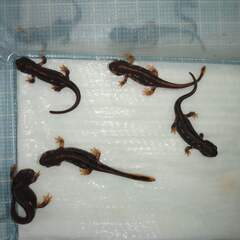 オキナワシリケンイモリ幼体5匹（上陸済み、人工餌OK、送料別）#...