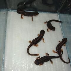 オキナワシリケンイモリ幼体5匹（上陸済み、人工餌OK、送料別）#202409の画像