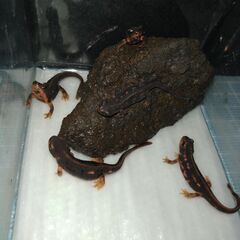 オキナワシリケンイモリ幼体5匹（上陸済み、人工餌OK、送料別）#202409の画像