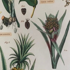 カヴァリーニ ギフト ラップ ポスター 熱帯 植物 果物 Cavalliniの画像