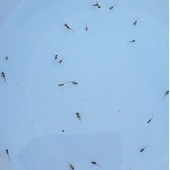 楊貴妃メダカ稚魚20匹
