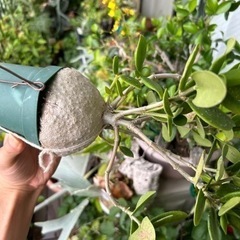 アリの巣玉の画像