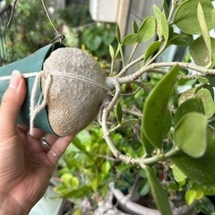 アリの巣玉の画像