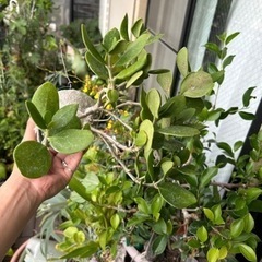 アリの巣玉の画像