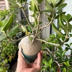 アリの巣玉の画像