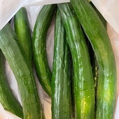 6月18日収穫　キュウリ4本　