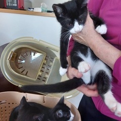 ハチワレ子猫3匹（無事決まりました） − 青森県