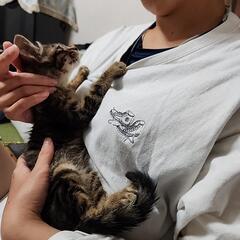 迷い猫  生後2ヶ月キジトラちゃん♀🐱