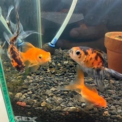 金魚　３匹５００円