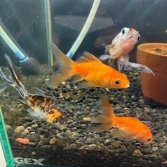 金魚　３匹５００円の画像