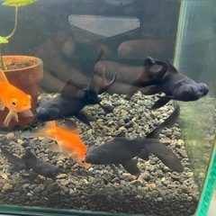 金魚　３匹５００円の画像