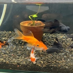金魚　３匹５００円の画像