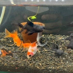 金魚　３匹５００円の画像