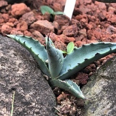 アガベ　スカブラ　子株の画像