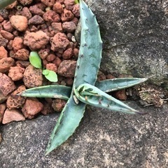 アガベ　スカブラ　子株の画像