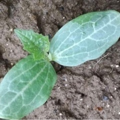 十角ヘチマの苗 固定種 無農薬 1の画像