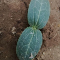 十角ヘチマの苗 固定種 無農薬 1の画像