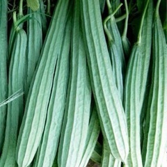 十角ヘチマの苗 固定種 無農薬 1
