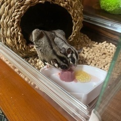 フクロモモンガ
