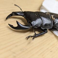 能勢YGオオクワガタ♂単品