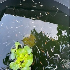 【決まりました】メダカ　ミックス⑤の画像