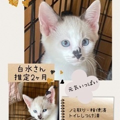 元気いっぱい仲良し兄妹😺😸6/16譲渡会参加、個別面会可能