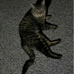 馴れてます！外猫キジ男くんを迎えてあげてもらえませんか