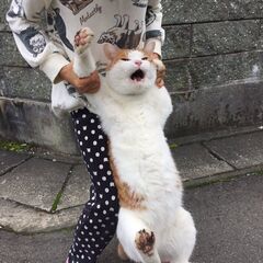 バドミントン参加者募集 6月25日火曜日19時～21時B面 初心者歓迎