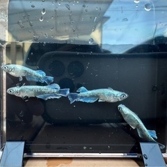 メダカ　人気種　エメキン　15匹