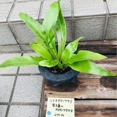 シマオオタニワタリ　苗のみ