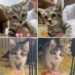 可愛い子猫５匹