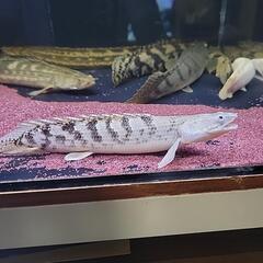 デルヘッジセミショートロイヤルバンド