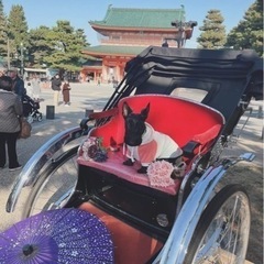人力車の出張レンタル！～【京都府　丹後、中丹東、中丹西、南丹、京都市】での結婚式、イベントに - イベント