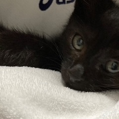 里親募集です。