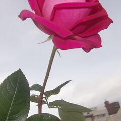 薔薇ください。