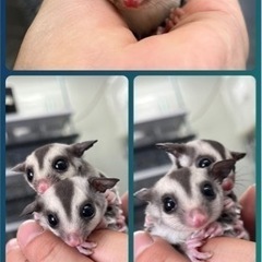 フクロモモンガ ノーマルhetクリミノ 兄弟
