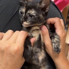 小さな子猫♡生後2ヶ月♡メス♡陰性