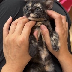 小さな子猫♡生後2ヶ月♡メス♡陰性 - 大田区