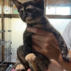 小さな子猫♡生後2ヶ月♡メス♡陰性 − 東京都