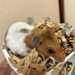 ハムスターを引き取ってくれる方を探しています
