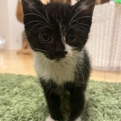 祝＊ずっとのおうちが決まりました♪生後2ヶ月の子猫　黒白の女の子①