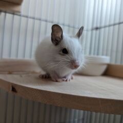デグー里親さん募集