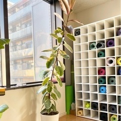 【無料0円】観葉植物　ゴムの木　差し上げますの画像