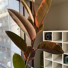 【無料0円】観葉植物　ゴムの木　差し上げますの画像